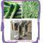 industrial pepper paste making machine/ginger garlic onion paste grinder /ginger paste grinding machine