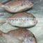 Frozen Red Snapper fish/Red Tilapia with competitive price
