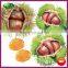2015 Organic Yanshan Bulk fresh Chinese Chestnuts