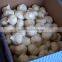 Pure White /Snow White /All White Garlic in Hot Sale