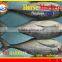 FROZEN W/R HORSE MACKEREL