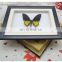 Butterfly Specimen with Wooden Frame wholesale 10 inch