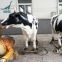 LORISO6021 Remote Control Animatronic Animal Life Size Cow