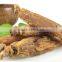 Healthy Red Panax Ginseng Root for Sale