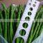 Green or White Asparagus Frozen Asparagus