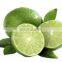 Organic Green Fresh Lemon Exported