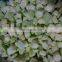 Sinocharm Frozen vegetable  BRC-A approved Organic IQF Zucchini Cube Frozen Diced Zucchini