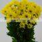 Excellent quality new products china yellow chrysanthemum flower
