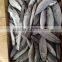 4-6 pcs per kg 20cm up horse mackerel