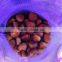 Fresh chestnut from China/Mount Tai chestnut/Low price chestnut