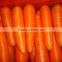 Chines Bulk Fresh Carrots Fresh Carrot Price