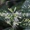 Hot sell Dracaena godseffiana and other fresh cut foliage fillers with most competitive price