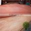 red color veneer burckella veneer for marine plywood