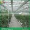 Venlo roof Glass greenhouse small indoor glass greenhouse