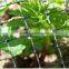 high quality PP anti-deer fence(professional factory,best price with good quality!!)