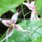 Epimedium Extract sex function