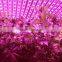 High Power 600W Plant Grow Light Red and Blue Light Energy Saving