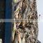 Yellow Croaker Supplier