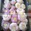 ( 3-4cm, 4cm, 5cm, 5.5cm, 6cm, 6.5cm and up ) GARLIC SIZES