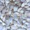 wholesale Pumpkin Seed Show White new crop with best price