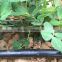Reinforced plastic column emitter drip irrigation tube for agriculture