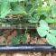 Column emitter drip pipe for fruit/high quality anti-uv drip irrigation tube