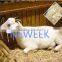 Neweek high speed making animal bed tree chips wood cutting machine