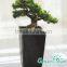 Healthy plant green christmas flower pots