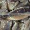 Zhengyuan Frozen Illex Squid Tube