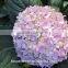 Fresh Artifical Light Pink Hydrangea For Export