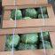 Fresh Cabbages