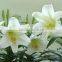 Arificial calvation carnation artificial plants for Valentines day