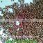 perilla seed price(bird feed)