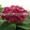 China wholesale high grade hot selling hydrangea flower