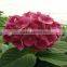 Wholesale beautiful wed decor flower hydrangea with fast delivery