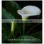 valentine's day decoration fresh cut Alocasia flower