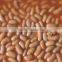 we are supply canned vegetables , Canned broad beans in tomato sauce for sale
