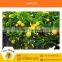 Standard Quality Fresh Lemon with Health Benefits from Top Ranked Supplier