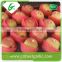 Shandong sweet red fresh gala apple