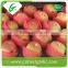 Fresh apple best price Chinese fruit gala apple
