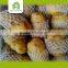 wholesale fresh potato wholesale 10kg carton