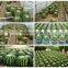 Mini Small Big Size Multi Color Outdoor Indoor Cactus Bonsai