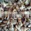 top quality china mushroom with good price