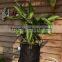 Promotional Non Woven Reusable Grow Bags