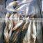 frozen Sardine HGT with competitive price China origin