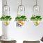 Modern creative glass plant hydroponics led pendant light for decorate