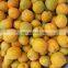 Sinocharm BRC 1/12 cut China Frozen IQF Apricot Slices IQF Apricot Quarter