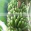 Green banana peeling machine and automatic banana peeler plantain peeler