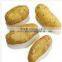 Potato Peeler Machine/Potato Washer Machine