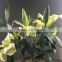 Fashion yellow king lilies flower